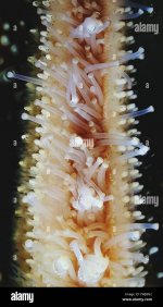 close-up-of-starfish-tentacle-FWJBN2.jpg
